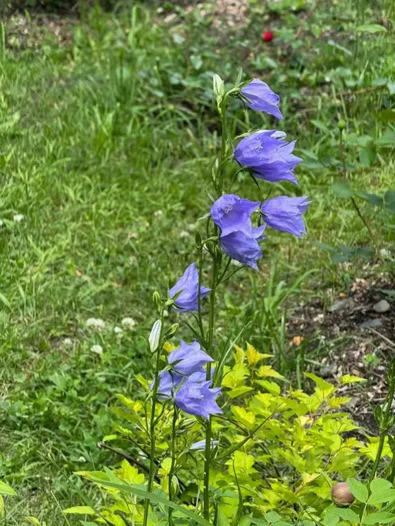 Участок в Алтай, Турочакский район, с. Турочак Нагорная ул. (11.0 ... - Фото 2