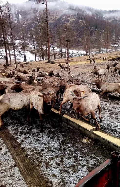 Производственное помещение в Алтай, Усть-Коксинский район, с. ... - Фото 2