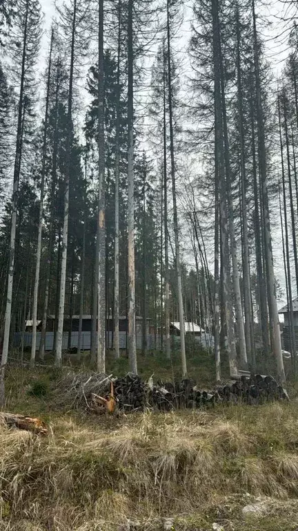 Участок в Ленинградская область, Сертолово Всеволожский район, Медное ... - Фото 1