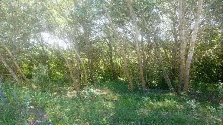 Участок в Московская область, Коломна городской округ, с. Пирочи ул. ... - Фото 2