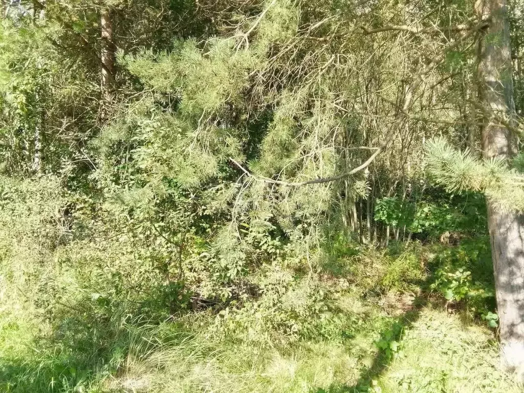 Участок в Калужская область, Дзержинский район, Никольское с/пос, д. ... - Фото 1