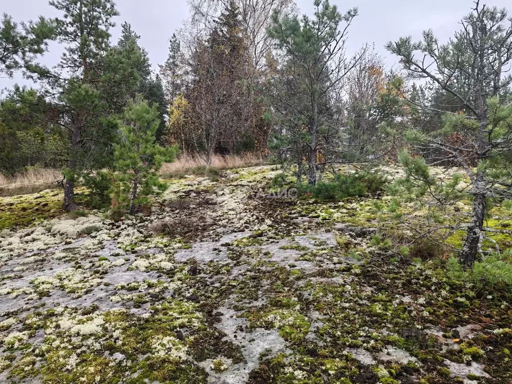 Участок в Ленинградская область, Приозерский район, Мельниковское ... - Фото 2
