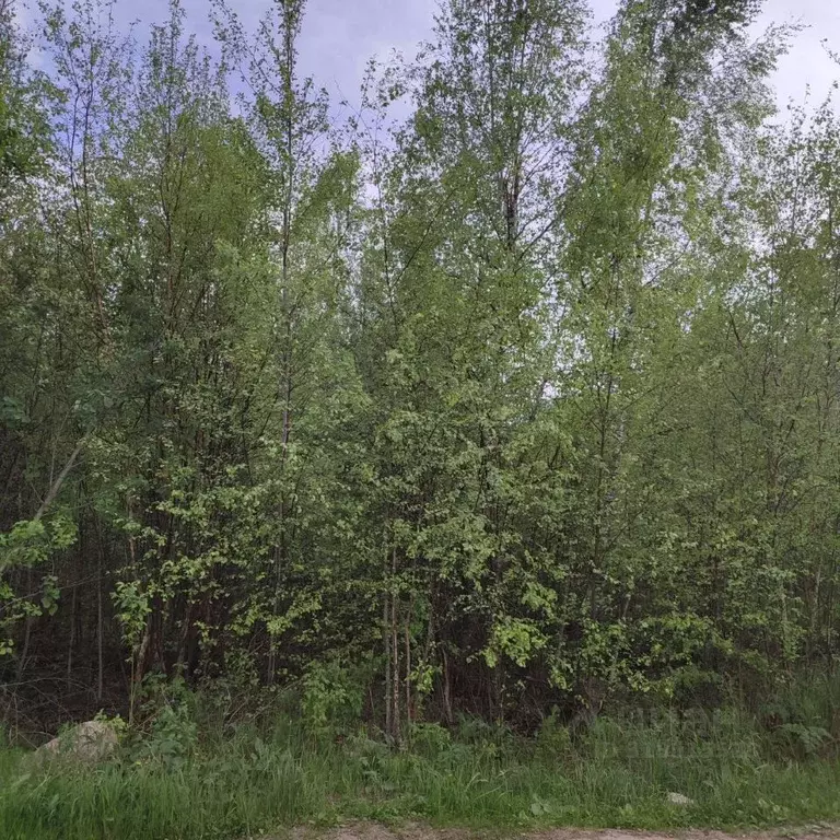 Участок в Московская область, Павлово-Посадский городской округ, д. ... - Фото 0