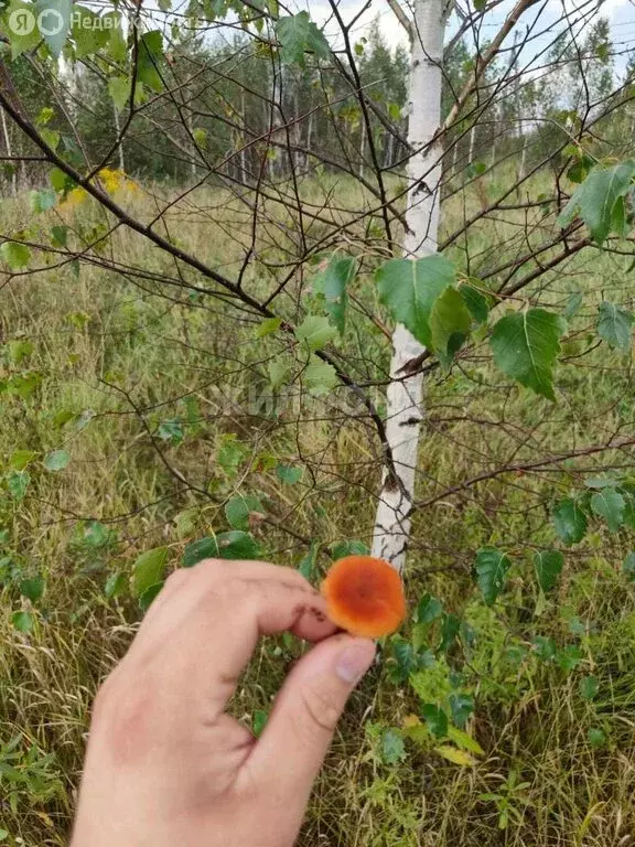 Участок в село Корнилово, микрорайон Красная горка 2, Вознесенская ... - Фото 0