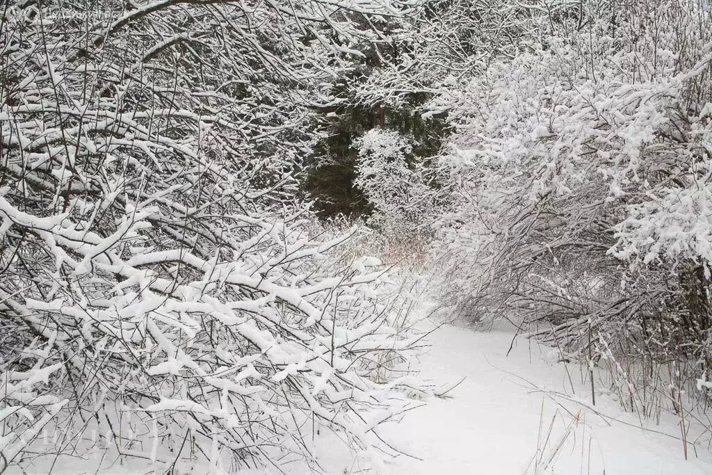 Участок в деревня Жуковка, КП Жуковка Академическая (32.16 м) - Фото 2