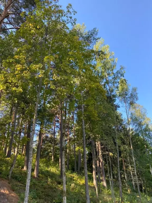 Участок в Санкт-Петербург пос. Ушково, Литорино кп,  (33.0 сот.) - Фото 0