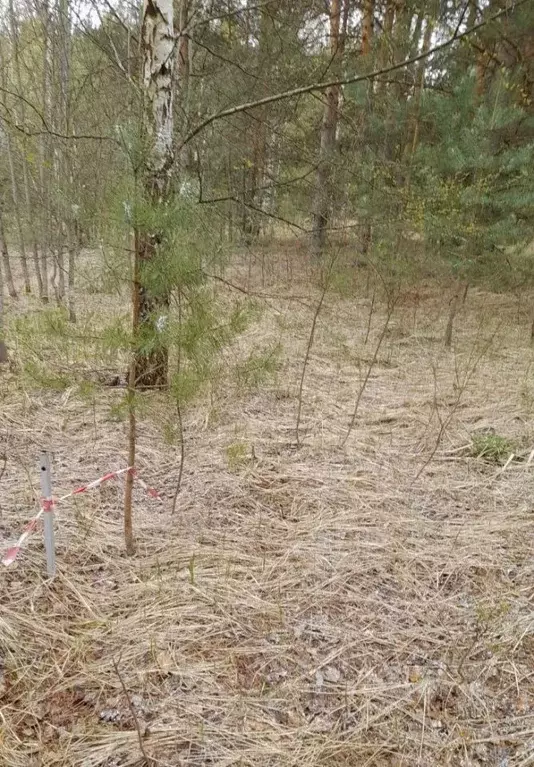 Участок в Владимирская область, Суздальский район, Селецкое ... - Фото 0