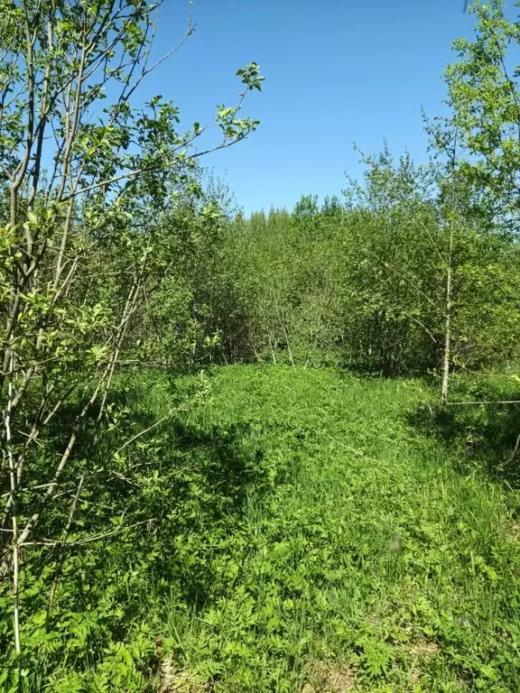 Участок в Новгородская область, Валдайский район, Яжелбицкое с/пос, д. ... - Фото 0