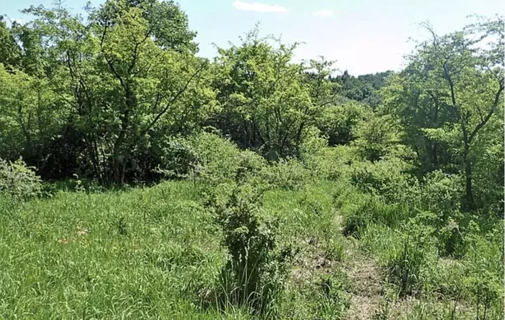 Участок в Москва Дружба-Киевское шоссе 41-й километр СНТ,  (4.0 сот.) - Фото 1