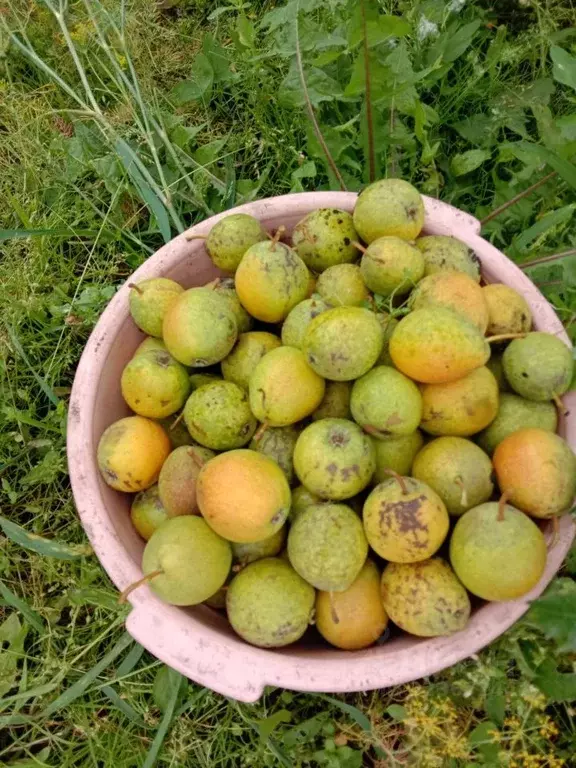 Дом в Омская область, Омск СОСН Энергия тер.,  (30 м) - Фото 2