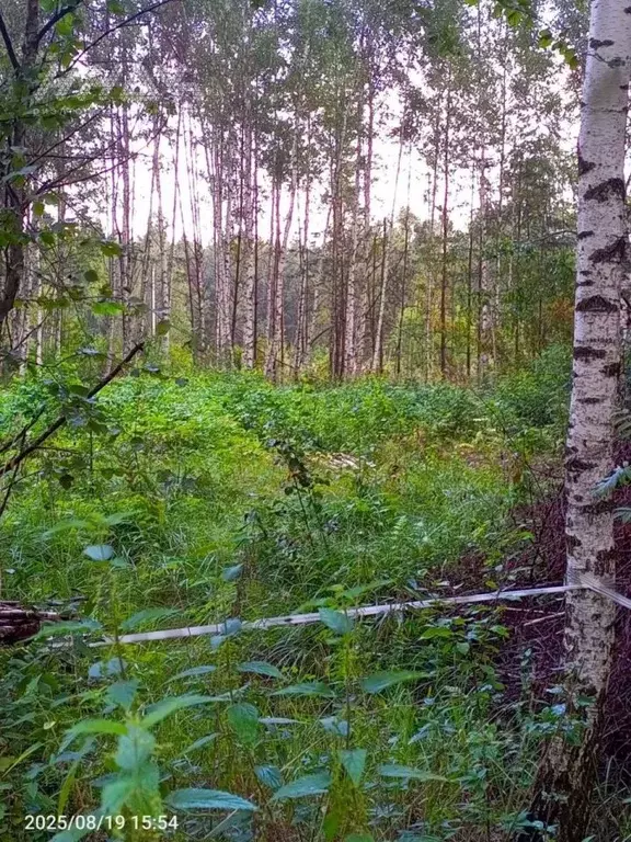 Участок в Нижегородская область, Нижний Новгород пос. Березовая Пойма, ... - Фото 2