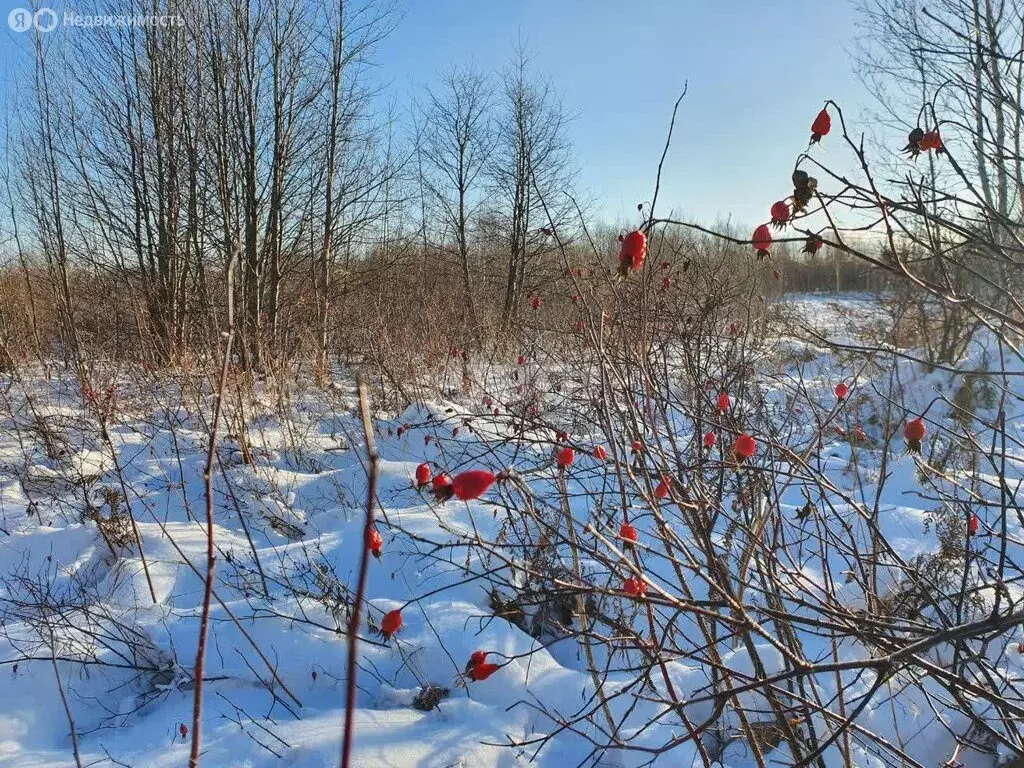 Участок в Елизовский район, село Николаевка (25.5 м) - Фото 0