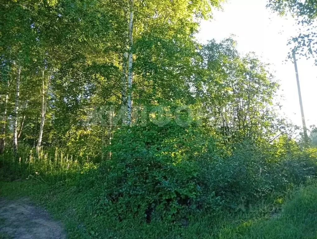 Участок в Новосибирская область, Новосибирский район, Новолуговской ... - Фото 2