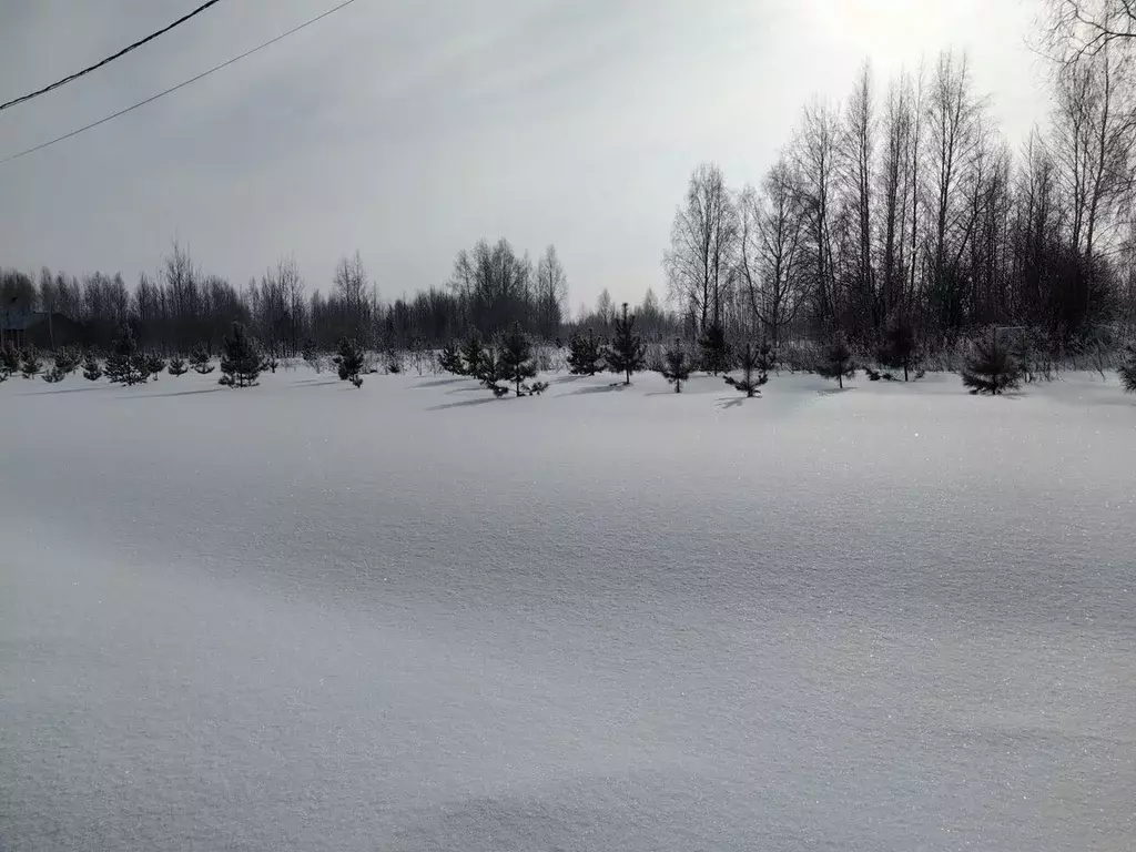 Участок в Новосибирская область, Новосибирский район, Барышевский ... - Фото 1