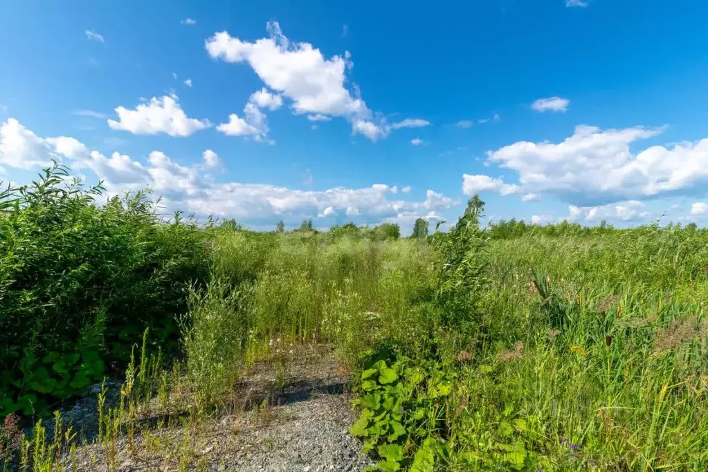 Участок в Тюменская область, Тюмень Садовое товарищество Липовый ... - Фото 1