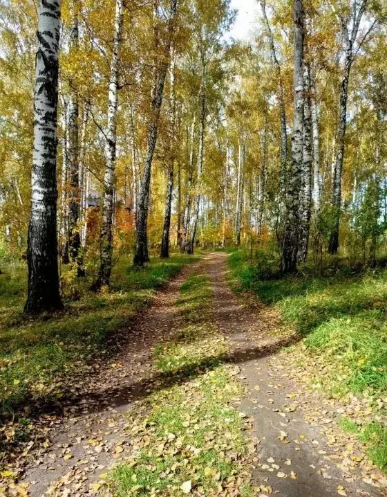 Участок в Новосибирская область, Новосибирск Золотая Горка СНТ,  (6.0 ... - Фото 0