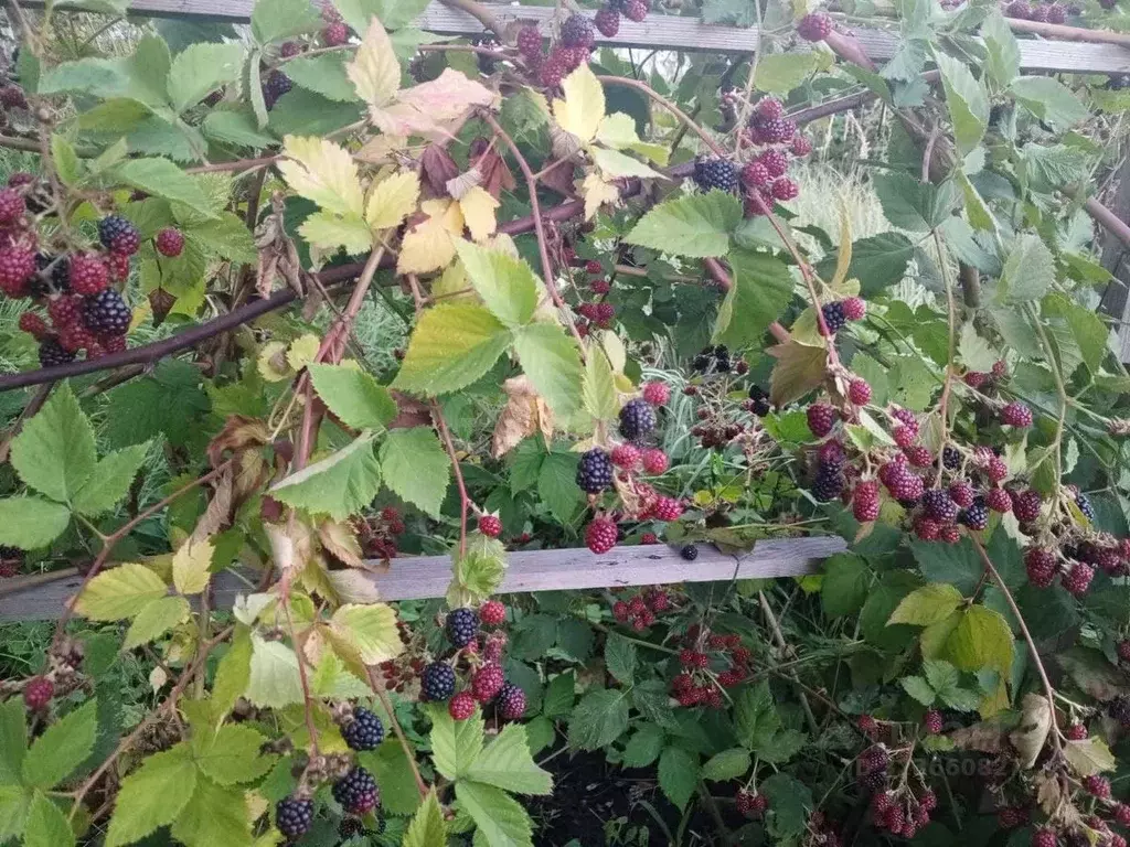 Дом в Воронежская область, Новоусманский район, с. Орлово ... - Фото 1