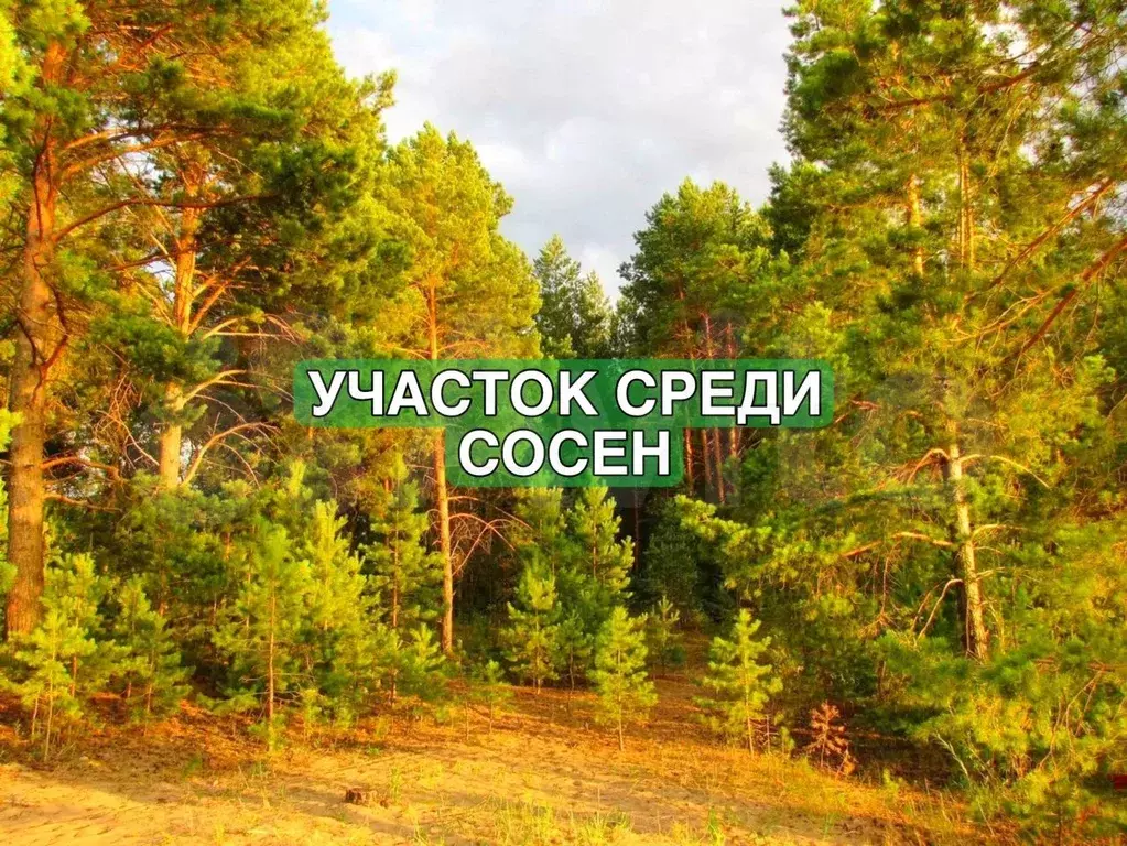 Участок 12 сот. (ИЖС) - Фото 0