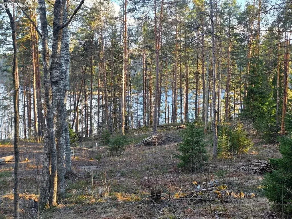Участок в Республика Карелия, Лахденпохский муниципальный округ, ... - Фото 1