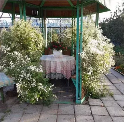 Дом 38,9 м на участке 6,5 сот. - Фото 0