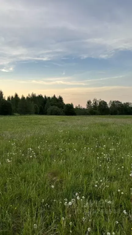 Участок в Ленинградская область, Бокситогорский район, Борское с/пос, ... - Фото 0