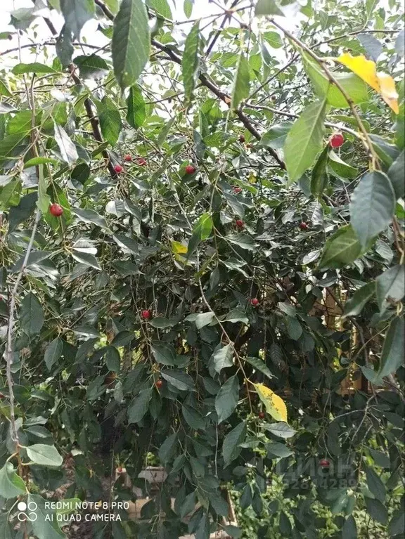 Дом в Омская область, Омск СОСН Шинник-2 тер.,  (37 м) - Фото 2