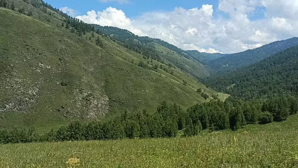 Участок в Алтай, Чемальский район, с. Эдиган  (141.0 сот.) - Фото 0