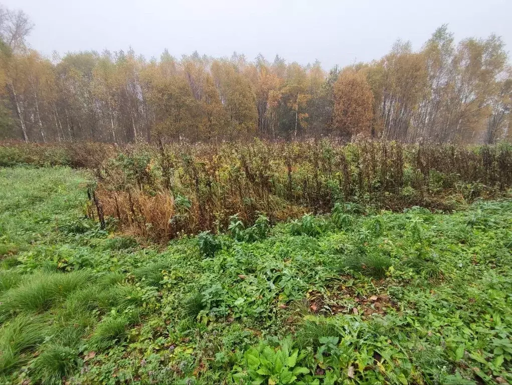 Участок в Московская область, Лотошино муниципальный округ, д. Татарки ... - Фото 1