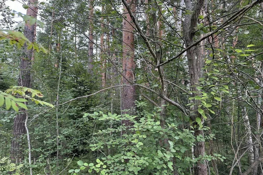 Участок в посёлок Николина Гора, КП Сосновый бор (50 м) - Фото 2