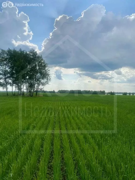 Участок в Омская область, Тюкалинск (106800 м) - Фото 2