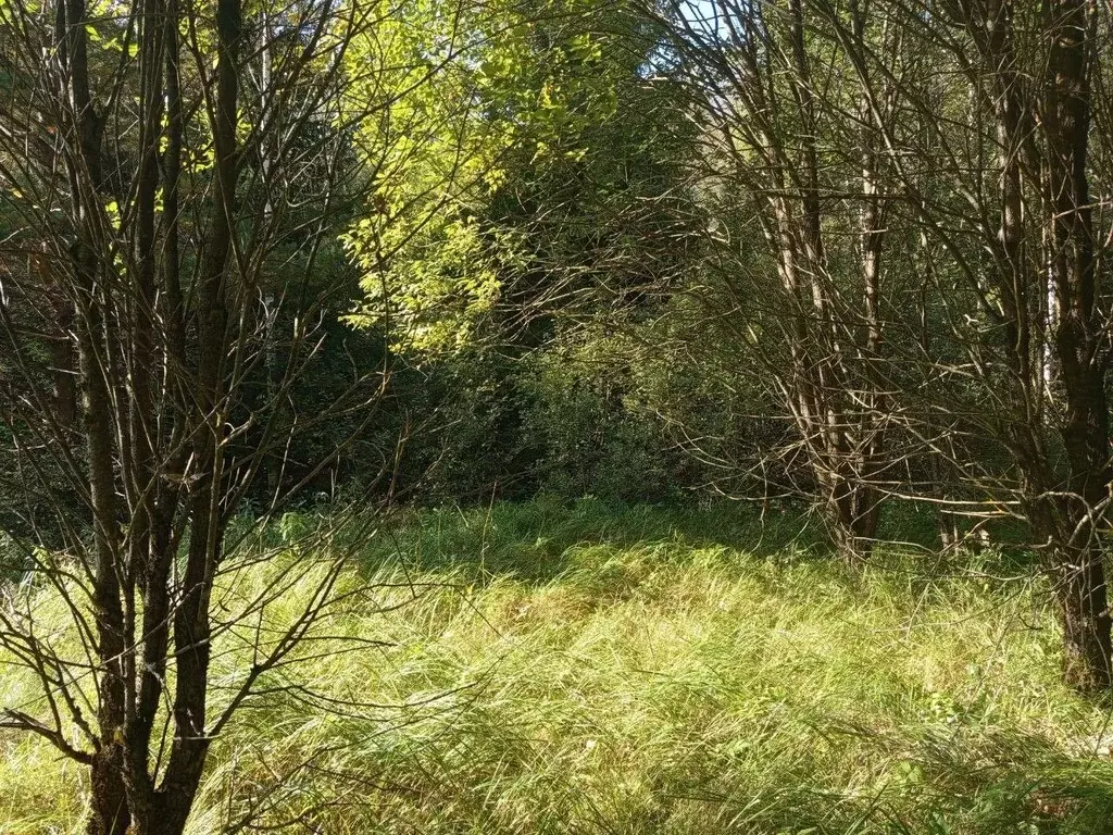 Участок в Московская область, Щелково городской округ, пос. ... - Фото 1