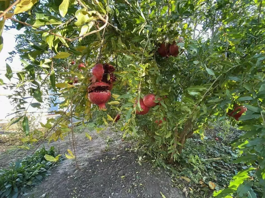 Дом в Краснодарский край, Усть-Лабинск  (45 м) - Фото 1