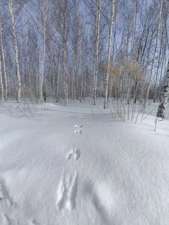 Участок в Новосибирская область, Новосибирский район, Барышевский ... - Фото 1