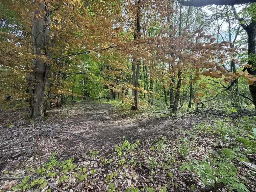 Участок в Калининградская область, Калининград  (6.0 сот.) - Фото 1