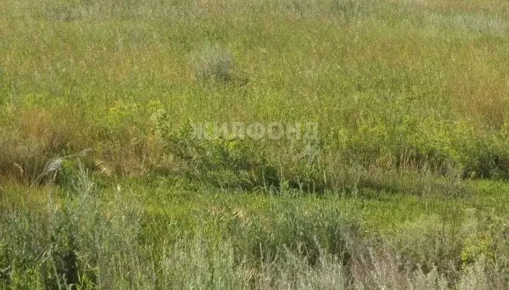 Участок в Новосибирская область, Новосибирский район, Кубовинский ... - Фото 1