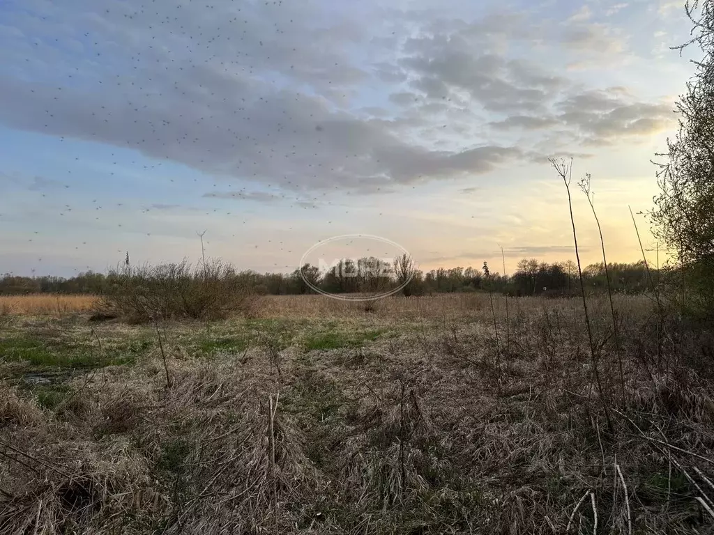 Участок в Калининградская область, Калининград Золотой Петушок ДНТ, ... - Фото 1