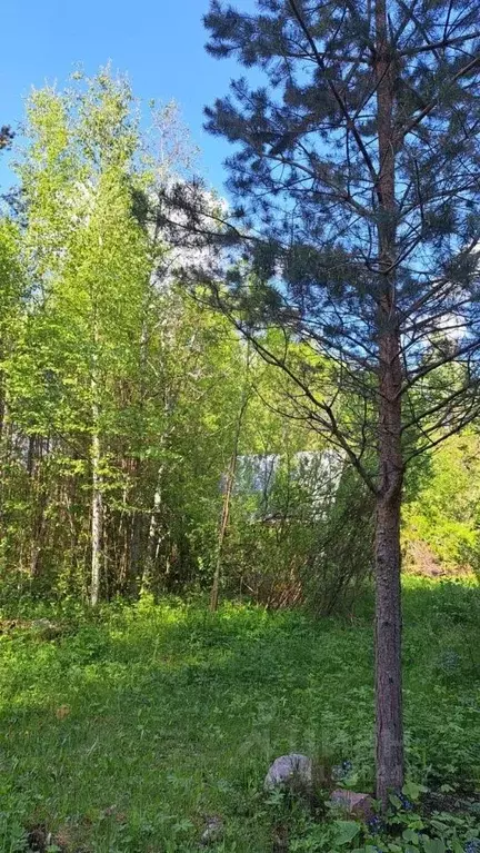 Участок в Ленинградская область, Приозерский район, Ларионовское ... - Фото 0