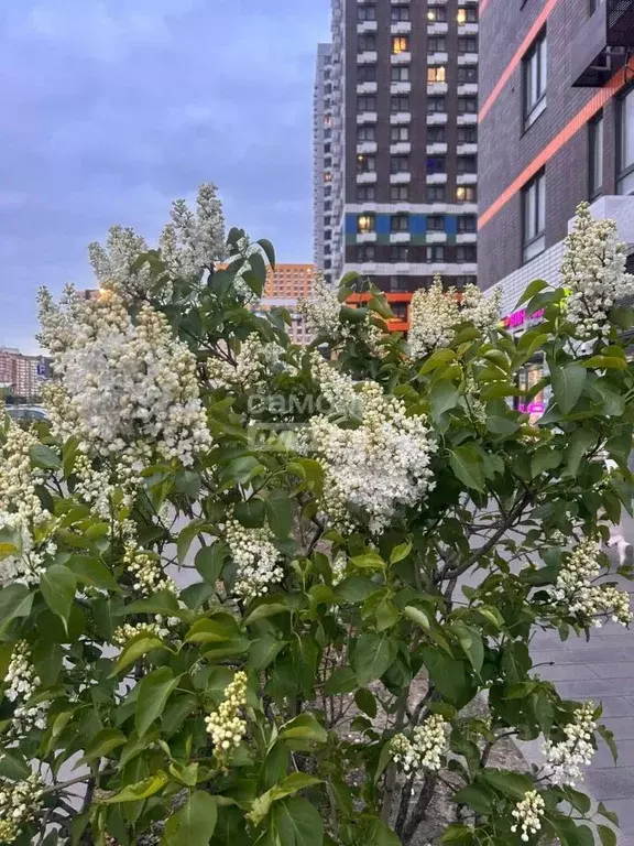 1-к кв. Московская область, Люберцы ул. Летчика Ларюшина, 6к1 (44.6 м) - Фото 0
