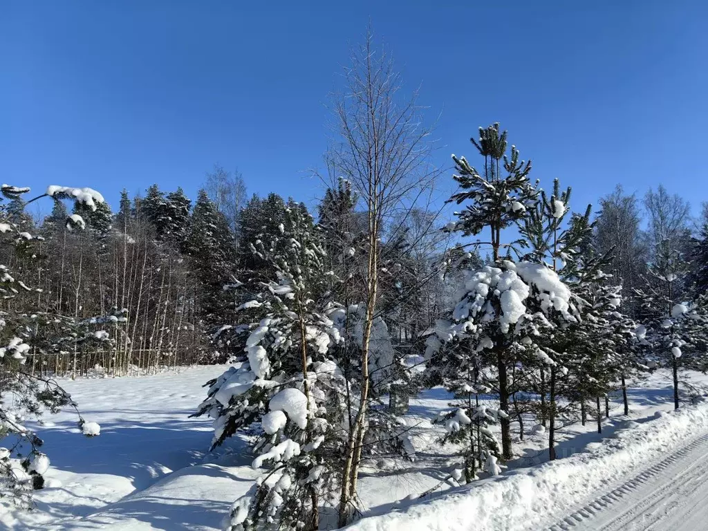 Участок в Ленинградская область, Приозерский район, Петровское с/пос, ... - Фото 2