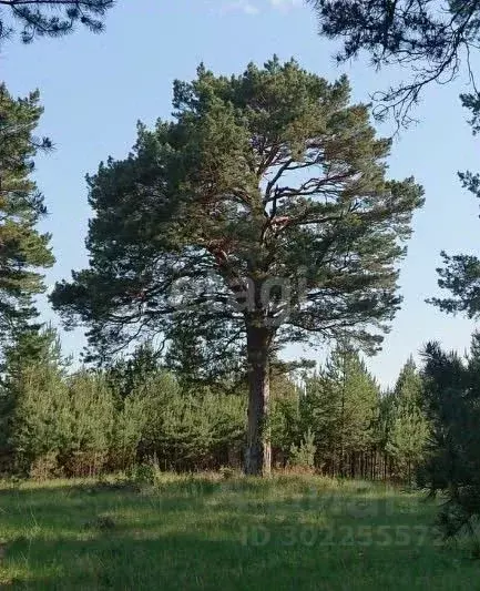 Участок в Свердловская область, Каменский городской округ, д. Давыдова ... - Фото 1