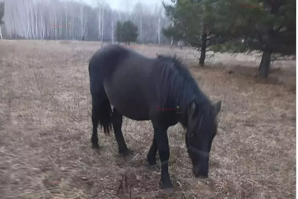 Участок в Челябинская область, Каслинский муниципальный округ, д. ... - Фото 2