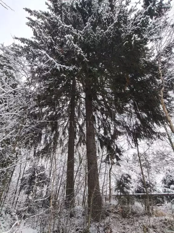 Участок в Ленинградская область, Приозерское городское поселение, пос. ... - Фото 1