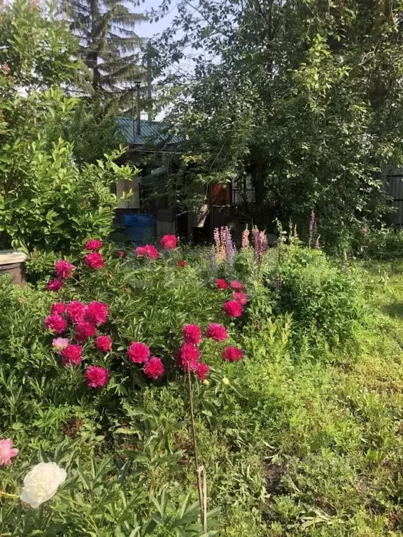 Дом в Новосибирская область, Новосибирск Золотая Горка СНТ, аллея И, ... - Фото 1