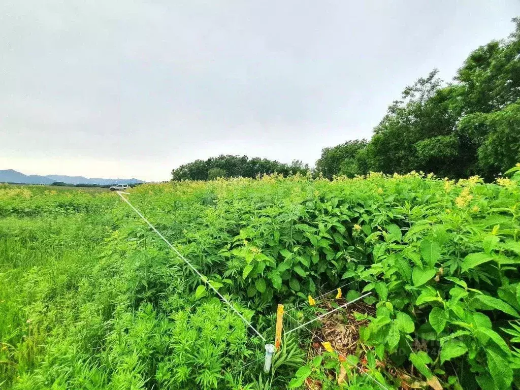 Участок в Камчатский край, Елизовский муниципальный округ, с. Сосновка ... - Фото 1