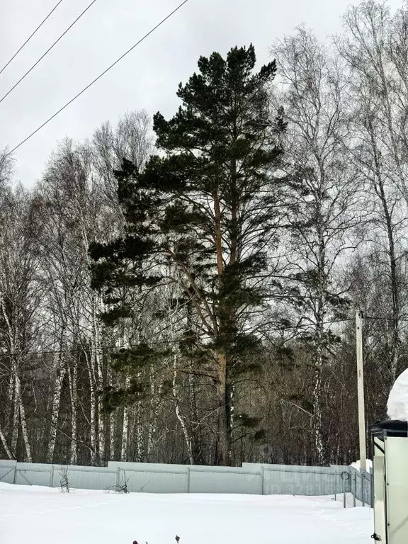 Участок в Новосибирская область, Новосибирский район, Барышевский ... - Фото 1