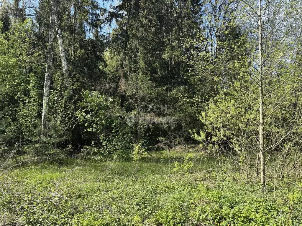 Участок в Московская область, Пушкинский городской округ, д. Могильцы, ... - Фото 2