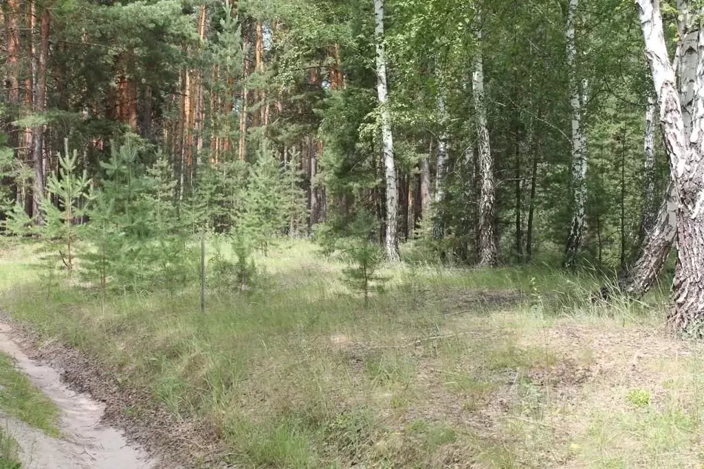 Участок в Курганская область, Кетовский муниципальный округ, пос. ... - Фото 1