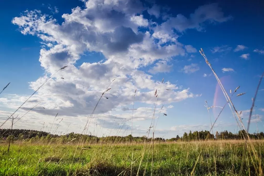 Участок в Ленинградская область, Кингисеппский район, Нежновское ... - Фото 2