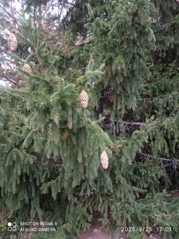 Участок в Мордовия, Кочкуровский район, с. Новая Пырма Садовая ул. ... - Фото 2