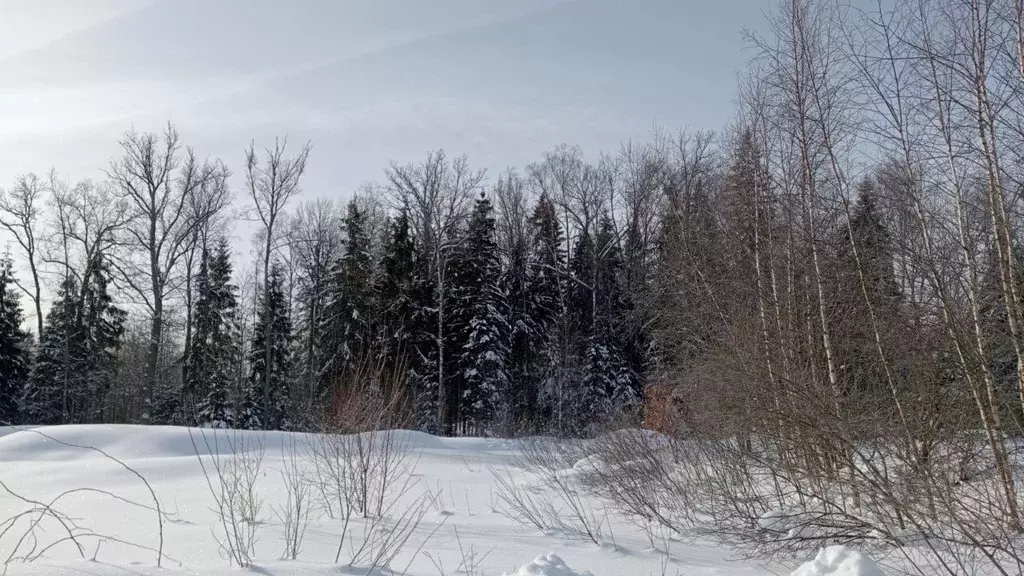 Участок в Московская область, Пушкинский городской округ, д. Назарово  ... - Фото 1